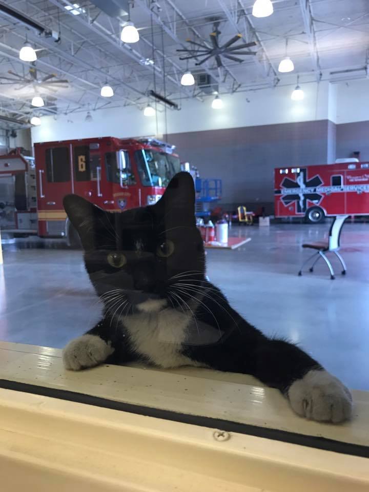 "Bootsie just showed up here at our station the first of December 2018....she's fitting in just fine," JJ Lewis said.