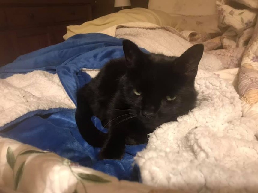 This little girl came into our lives 6 years ago. One day after coming home from a horrific multiple fatal plane crash, I curled up in my recliner," John Conway said. "Having difficulty decompressing, Molly got up in the chair with me, her head butts and licks and rubbing on me all while purring like a jack hammer was the best thing for me that day. There is no love like the unconditional love from our pets."