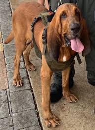 Biggie the K-9 (Photo/ Florida Department of Corrections)