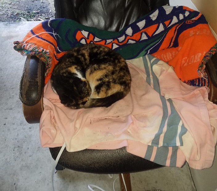 "St 81 kitty at Alachua County Fire Rescue!" Kimberly Marsh said.