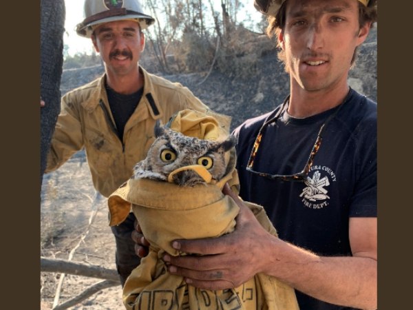 The owl was named Ram after the NFL team in nearby L.A. County. Ram is in the care of the Wildlife and Environmental Conservation.