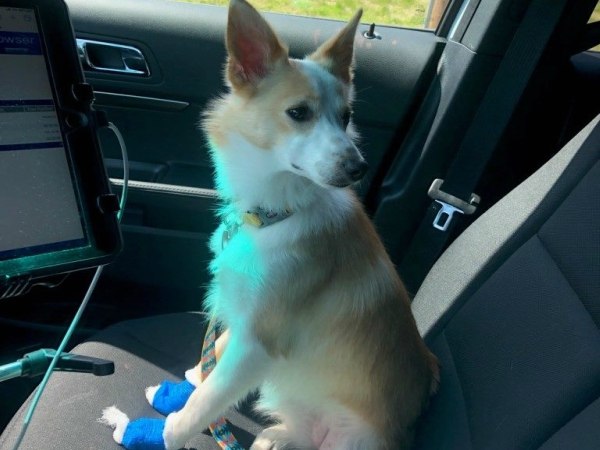 A paramedic with Rutherford County EMS transported Pepper to the local hospital to which her owner had been taken, safely reuniting Pepper with her family.