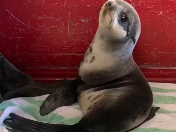 The Instagram video showed Santos hopping around the parking lot as firefighters looped a rope around his neck, followed by a clip of the baby seal nodding off in the fire station.