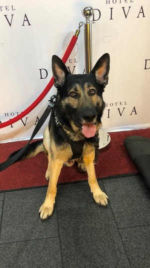 K9 Xoro is helping with animal PSAs, such as reminding people not to break the social distancing when walking pets and while at dog parks. (Photo/Jonathan Baxter)