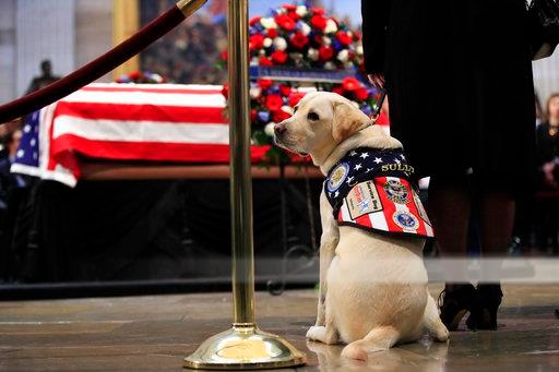 Sully, service dog of former President George H.W. Bush, pays his respect to President Bush as he lie in state at the U.S. Capitol in Washington, Tuesday, Dec. 4, 2018. (AP Photo/Manuel Balce Ceneta)
