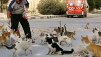 Syrian responder cares for war-torn city’s abandoned cats