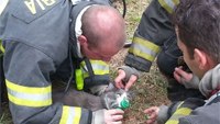 Video: Firefighters use CPR to revive cat