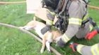 Ohio firefighters perform CPR on dog