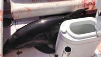 Dolphin leaps onto boat, injuring Calif. woman