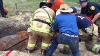 Firefighters rescue horse stuck in sinkhole