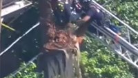 Firefighters rescue trimmer stuck in tree