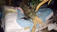 Tree crashes through NY bedroom, crushes sleeping woman 