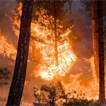 Wildfire